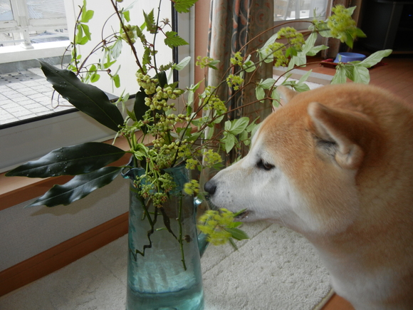 ４月８日（金）晩御飯は何？_f0060461_17472482.jpg