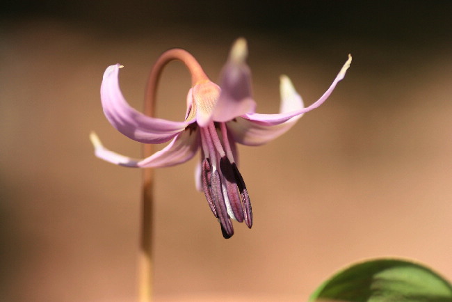 カタクリ 徒然に カタクリ 徒然に