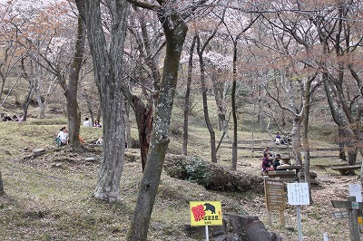 池田町の桜_f0106664_6583693.jpg