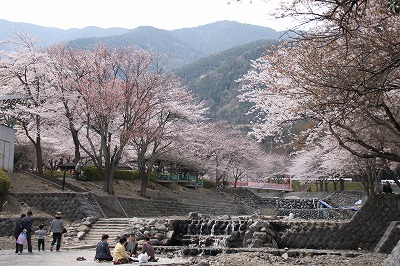 池田町の桜_f0106664_751581.jpg