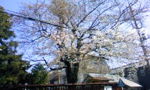 六塚稲荷神社の桜_a0105566_13455318.jpg