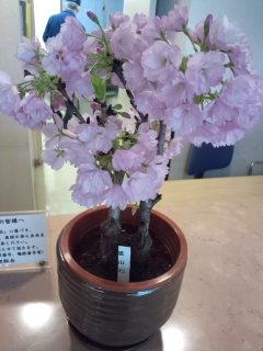 電気がつき、ほっ。  桜の花に、ほっ。_b0124466_9292182.jpg