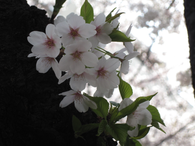 桜_a0157968_1742612.jpg