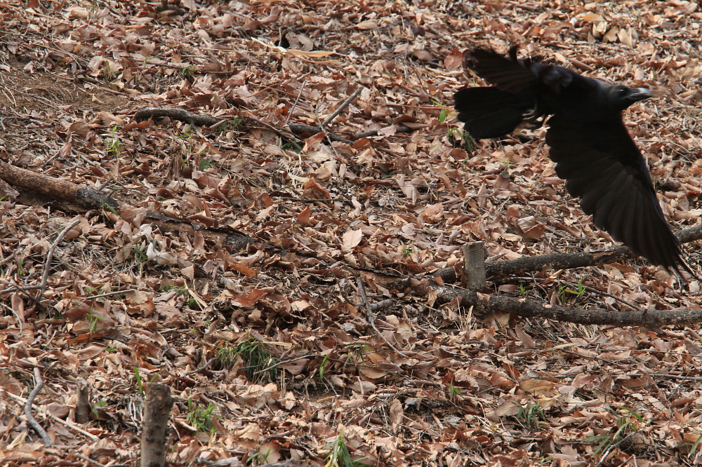 ハシボソガラス　　犯人は君だったのか。　　2011.4.3群馬県_a0146869_77739.jpg