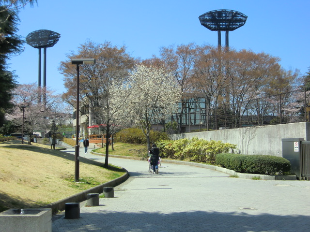 保土ヶ谷公園の桜_b0085872_11195437.jpg