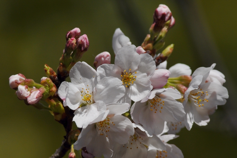 桜とメジロ_f0053272_9113967.jpg