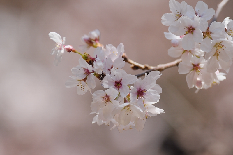 桜とメジロ_f0053272_944785.jpg