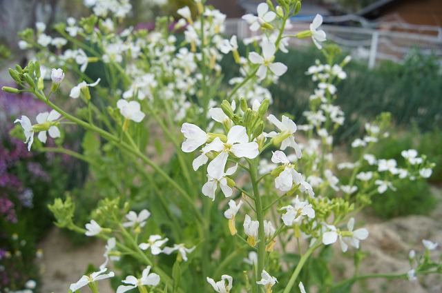 ４月の野菜畑_e0181373_20445385.jpg