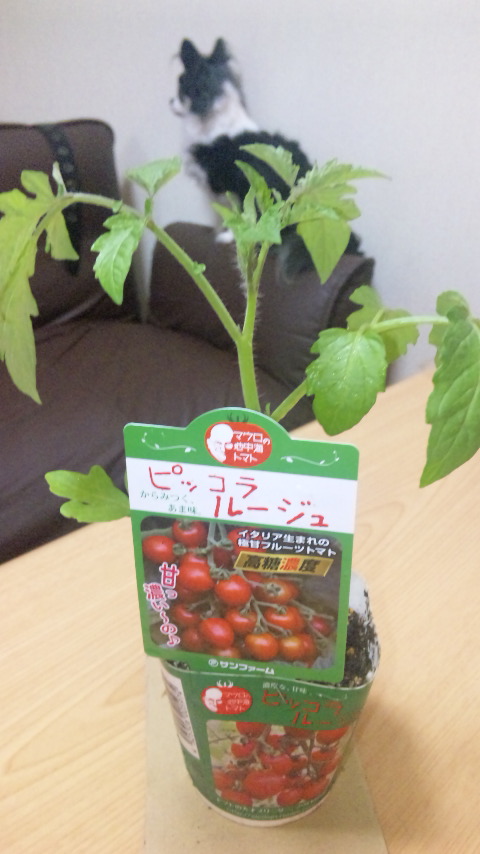 ～野菜苗の買い出し♪～_d0171674_20511058.jpg