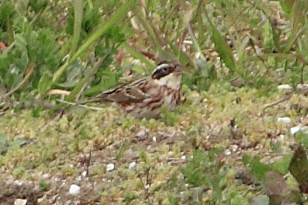 ★先週末の鳥類園(2011.4.2~3)_e0046474_19112643.jpg