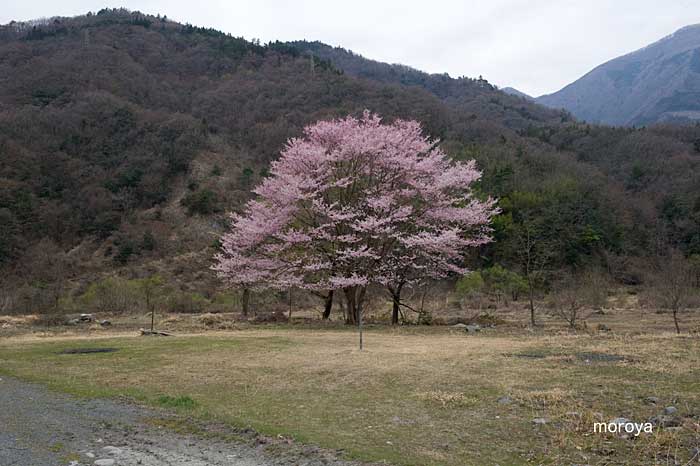 一本桜_c0085877_6592538.jpg