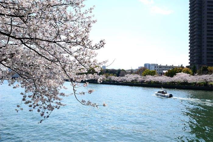 ≪さくら　桜　咲く≫_f0108478_17417.jpg