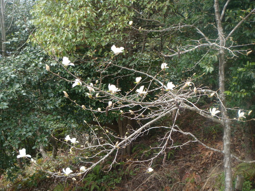 四王寺山花見登山_f0153479_14562134.jpg