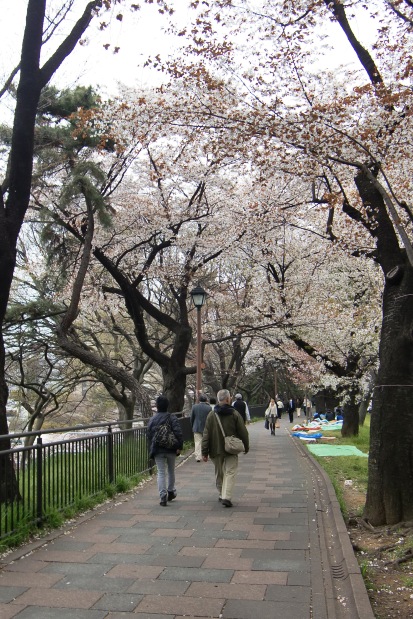 外濠公園とカナルカフェの桜 11 アーバンライフ神楽坂