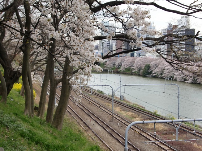 外濠公園とカナルカフェの桜 11 アーバンライフ神楽坂