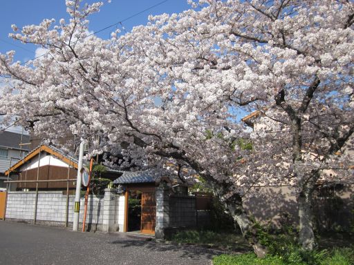 2011/04/08 愛南町の桜_f0167183_6292372.jpg