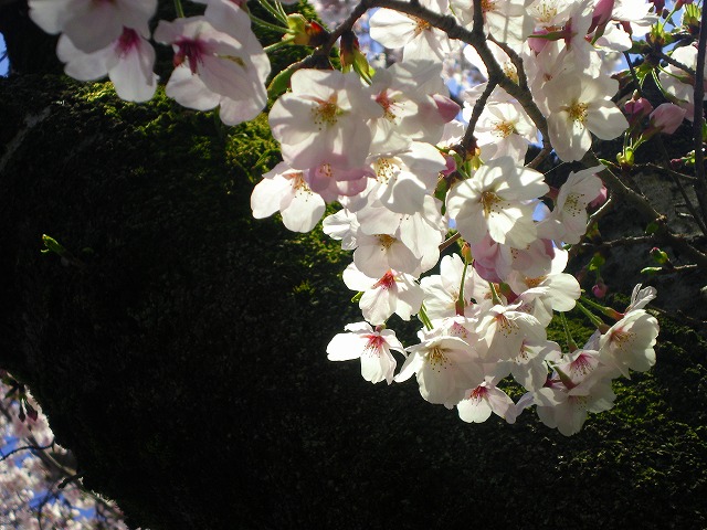 a0082884_1134785.jpg