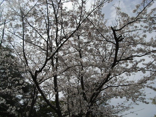 三宅島でも、桜が・・・_c0204385_2375217.jpg