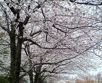 c0014187_20413166.jpg