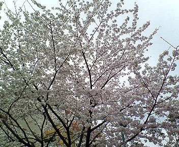 c0014187_2047223.jpg