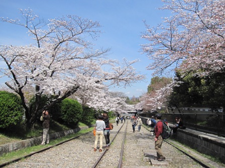 京都の桜２０１１_f0146587_1534966.jpg