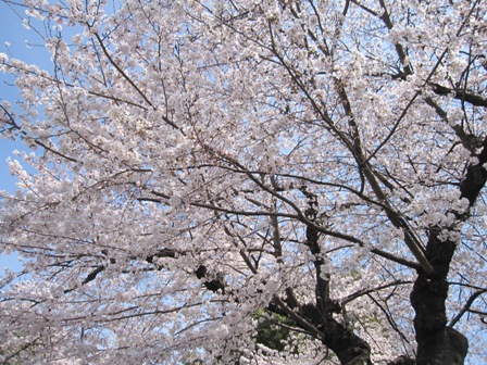 京都の桜２０１１_f0146587_154931.jpg