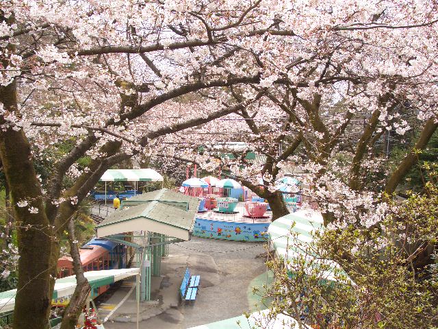 小田原城の桜　２０１１_e0114588_9355348.jpg