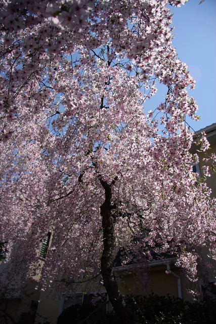 ご近所さんでも見事な桜♪_b0104592_16193496.jpg