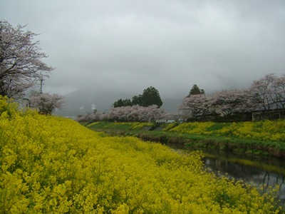 ゆふいん桜通信 - 4月8日号_f0227892_21465885.jpg