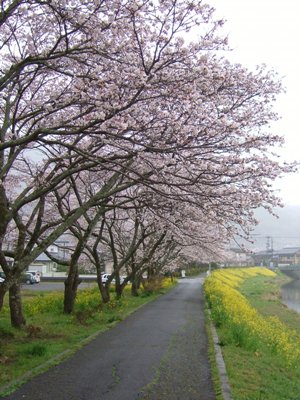 ゆふいん桜通信 - 4月8日号_f0227892_21485928.jpg