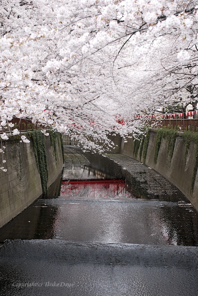 目黒川　2011,4,7_d0114093_1414524.jpg