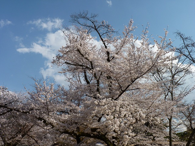 e0061694_11162035.jpg