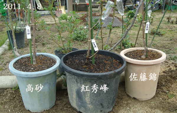 夢のサクランボ 紅秀峰 は これを叶えてくれるか 趣味の 果樹 今年も ぶどう と 新たに 桜桃 に注力