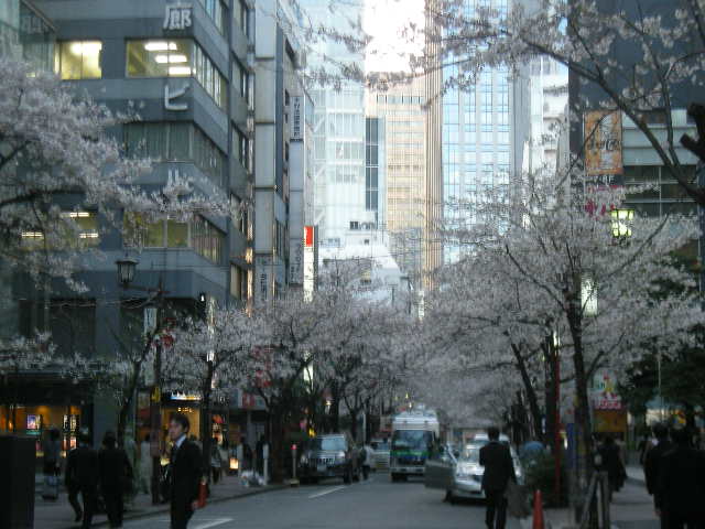 東京駅前の桜_c0177198_7494923.jpg