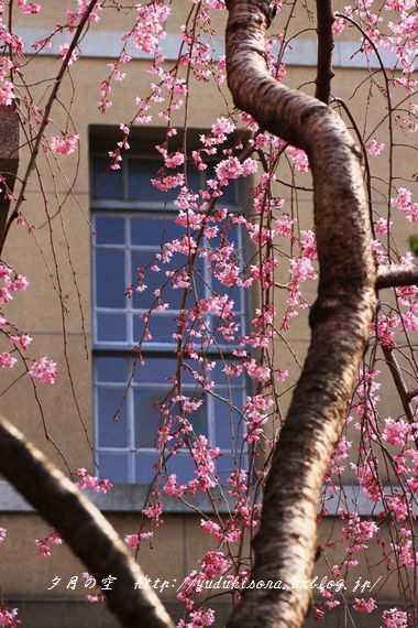 　　　　　　　　　　　　　　　　　Stained glass of cherry blossoms_e0199598_18271788.jpg