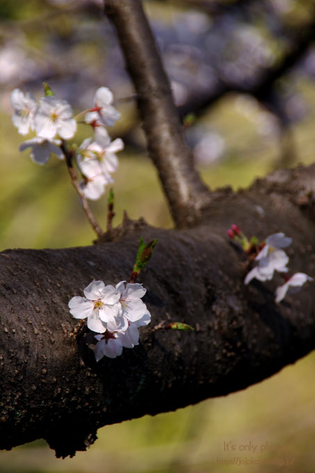 ピアノ池の桜_e0008800_19481940.jpg