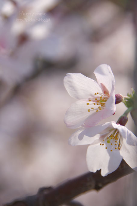 ピアノ池の桜_e0008800_19483546.jpg