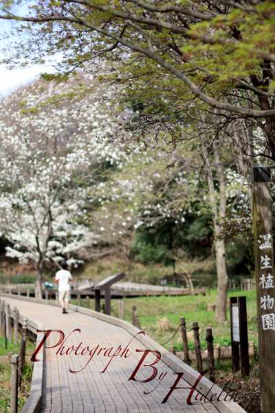 春爛漫・森林公園_c0011204_1974138.jpg