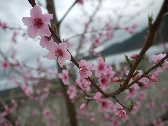 春の訪れ_b0181406_15382189.jpg