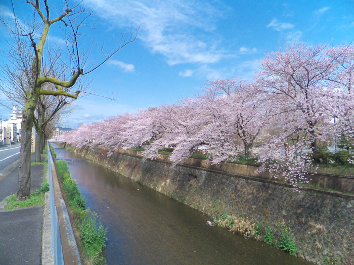 天神川の桜咲く_f0112806_17155351.jpg