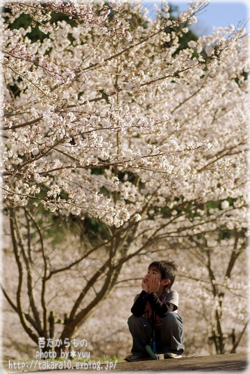 桜が咲いたよ_f0111908_0574710.jpg