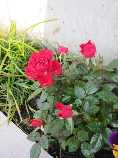 e0056411_2311793.jpg