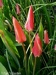 Tulipa clusiana \'Lady Jane\'_b0099813_01640.jpg