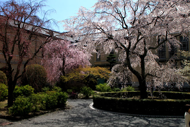 京の花だより 京都府庁_e0048413_17481260.jpg