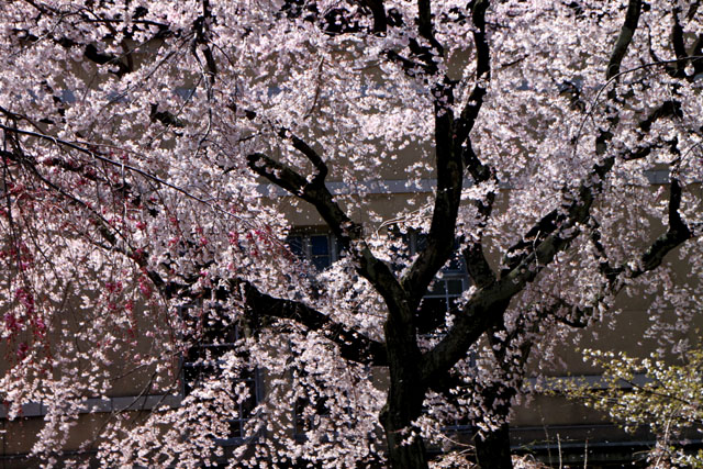 京の花だより 京都府庁_e0048413_17482342.jpg