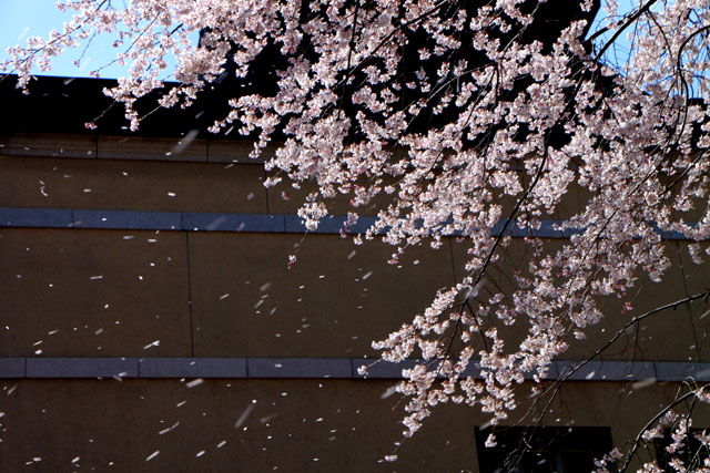 京の花だより 京都府庁_e0048413_17484245.jpg