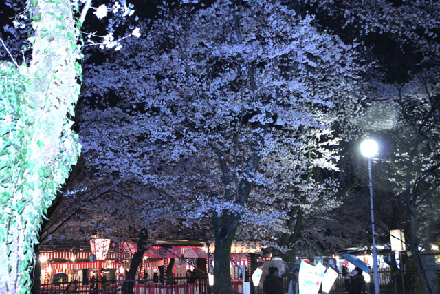 京の花だより 平野神社夜ざくら_e0048413_23103760.jpg