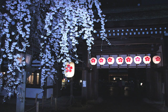 京の花だより 平野神社夜ざくら_e0048413_2310377.jpg