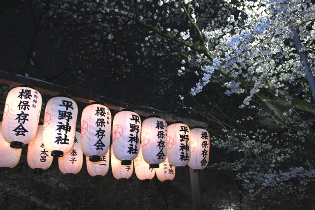京の花だより 平野神社夜ざくら_e0048413_2394067.jpg