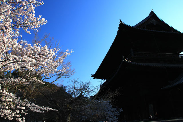 京の花だより 南禅寺_e0048413_9533283.jpg